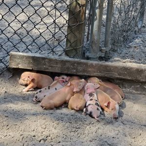 Meet your Posher, Buck